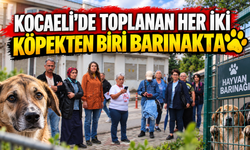 Kocaeli’de toplanan her iki köpekten biri barınaklarda