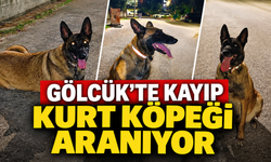 Gölcük’te kayıp kurt köpeği için sahibinden çağrı