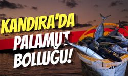 Kandıra’da Palamut Bolluğu