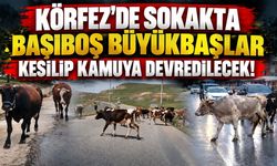 Körfez'de Sokakta Başıboş Büyükbaşlar Kesilip Kamuya Devredilecek