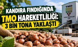 Kandıra fındığında TMO hareketliliği: 3 bin tona yaklaştı