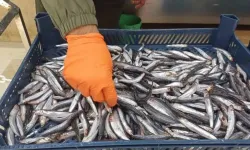 Kocaeli balık fiyatlarında şaşırtan denge: Palamut bolluğu hamsiyi lükse dönüştürdü