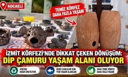 İzmit Körfezi’nde dikkat çeken dönüşüm: Dip çamuru yaşam alanı oluyor