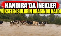 Kandıra’da inekler yükselen suların arasında kaldı