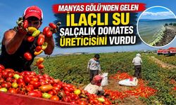 Manyas Gölü’nden Gelen İlaçlı Su Salçalık Domates Üreticisini Vurdu