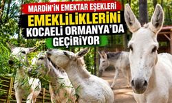 Mardin’in Emektar Eşekleri Emekliliklerini Kocaeli Ormanya’da Geçiriyor