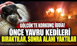Gölcük’te Korkunç İddia! Önce Yavru Kedileri Bıraktılar, Sonra Alanı Yaktılar