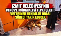 İzmit Belediyesi’nin Venüs’e müdahalesi tepki çekti! Veteriner Hekimler Odası süreci takip edecek