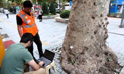 Kocaeli’de Asırlık Anıt Ağaçlara Tomografik Koruma