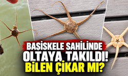 Başiskele Sahilinde Oltaya Takıldı! Bilen Çıkar Mı?