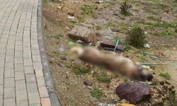 Körfez’de Can Dosta Vefa! Belediye Ekipleri Defnetti