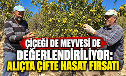 Çiçeği de Meyvesi de Değerlendiriliyor: Alıçta Çifte Hasat Fırsatı