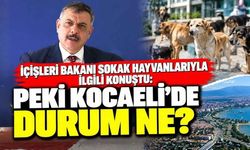 İçişleri Bakanı Sokak Hayvanlarıyla İlgili Konuştu: Peki Kocaeli’de Durum Ne?