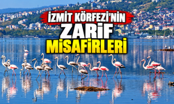İzmit Körfezi'nin zarif misafirleri
