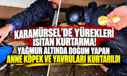 Karamürsel'de yürekleri ısıtan kurtarma! Yağmur altında doğum yapan anne köpek ve yavruları kurtarıldı