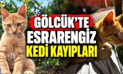 Gölcük’te Esrarengiz Kedi Kayıpları: 7 Kedi Yok Oldu, Biri Kapı Önünde Katledildi!