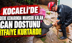 Kocaeli'de dere kenarında mahsur kalan can dostu itfaiye kurtardı!