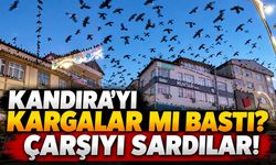 Kandıra’yı Kargalar Mı Bastı? Çarşıyı Sardılar