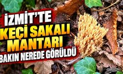 İzmit Yassıbağ Ormanlarında Keçi Sakalı Mantarı Görüldü