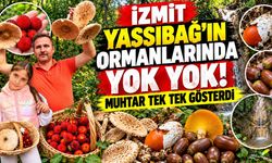 İzmit Yassıbağ’ın Ormanlarında Yok Yok! Muhtar Tek Tek Gösterdi