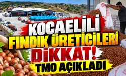 Kocaelili Fındık Üreticileri Dikkat! TMO Açıkladı