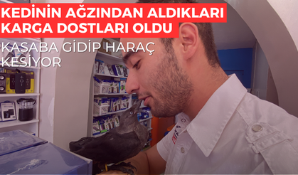 KEDİNİN AĞZINDAN ALDIKLARI KARGA DOSTLARI OLDU KASABA GİDİP HARAÇ KESİYOR