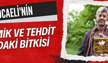 Kocaeli'nin Endemik ve Tehdit Altındaki Bitkisi