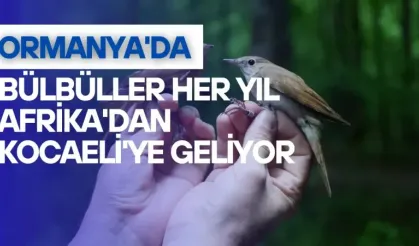 Ormanya'da Bülbüller Her Yıl Afrika'dan Kocaeli'ye Geliyor