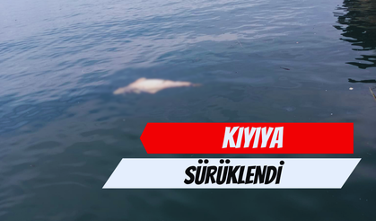 Ölü Yunus Kıyıya Sürüklendi