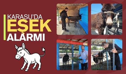 Karasu’da "Eşek" Alarmı: Mahalleliyi Peşinden Koşturdu, Ortalığı Birbirine Kattı!