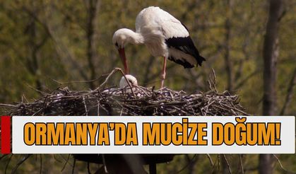 Ormanya’da Mucize Doğum: Engelli Leylekler "Pişmaniye" ve "Bulut"un Yavrusu Yumurtadan Çıktı!