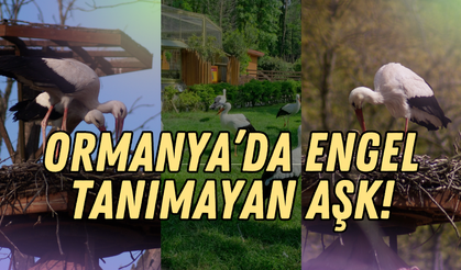 Ormanya’da Engel Tanımayan Aşk: Uçamayan Leylekler "Pişmaniye" ve "Bulut"