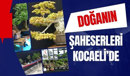 Doğanın Minyatür Şaheserleri Kocaeli'de