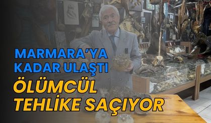 Marmara'ya Kadar Ulaştı: Ölümcül Tehlike Saçıyor