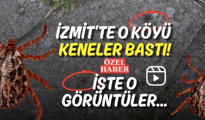 İzmit’te O Köyü Keneler Bastı! İşte O Görüntüler...