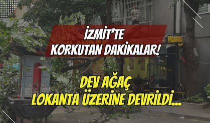 İzmit’te Korkutan Dakikalar: Dev Ağacın Dalları Lokantanın Çatısına Devrildi!