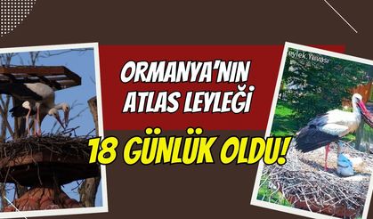 Kocaeli Ormanya’da Yapay Zekalı Leylek Mesaisi: Yavru "Atlas" 18 Günlük Oldu