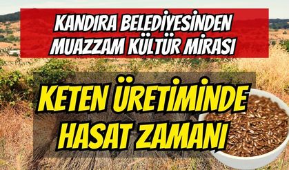 Kandıra Belediyesi’nden Muazzam Kültür Mirası: Ata Tohumlarıyla Başlayan Keten Üretiminde Hasat Zamanı