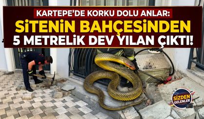 Kartepe’de Korku Dolu Anlar: Sitenin Bahçesinden 5 Metrelik Dev Yılan Çıktı!