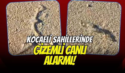 Kocaeli Sahillerinde Gizemli Canlı Alarmı! Şeffaf ve Yılan Benzeri Yaratık Görenleri Şoka Uğrattı