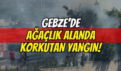 Gebze'de Ağaçlık Alan Alev Alev Yandı: İtfaiyeden İş Yerlerine Sıçramadan Kritik Müdahale!