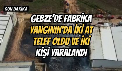 GEBZE FABRİKA YANGININ'DA İKİ AT TELEF OLDU VE İKİ KİŞİ YARALANDI