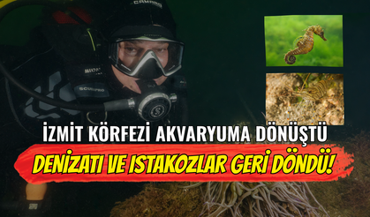 İzmit Körfezi Akvaryuma Dönüştü: Denizatı ve Istakozlar Geri Döndü!