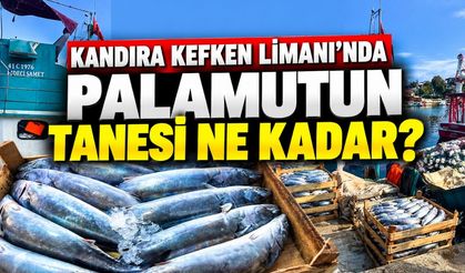 Kandıra Kefken Limanı’nda Palamutun Tanesi Ne Kadar?