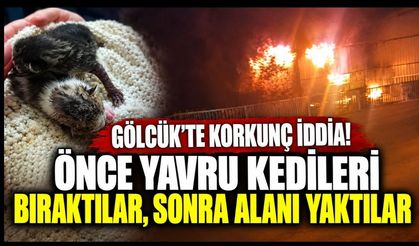 Gölcük’te Korkunç İddia! Önce Yavru Kedileri Bıraktılar, Sonra Alanı Yaktılar