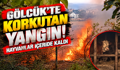 Gölcük’te Korkutan Yangın! Hayvanlar İçeride Kaldı
