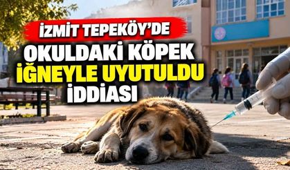 İzmit Tepeköy’de Okuldaki Köpek İğneyle Uyutuldu İddiası