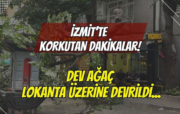 İzmit’te Korkutan Dakikalar: Dev Ağacın Dalları Lokantanın Çatısına Devrildi!