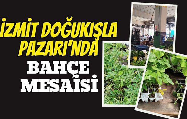 İzmit Doğu Kışla Pazarı'nda Bahçe Mesaisi: Fideler Tezgahlarda