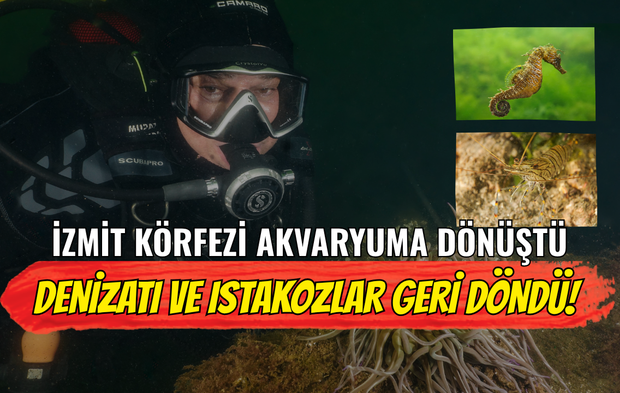 İzmit Körfezi Akvaryuma Dönüştü: Denizatı ve Istakozlar Geri Döndü!